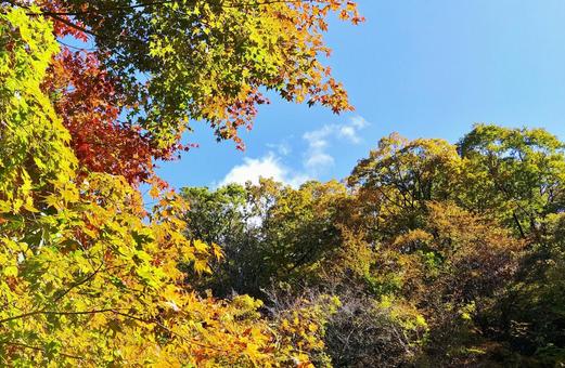 山深い秋の紅葉 山深い秋の紅葉 秋,紅葉,山の写真素材