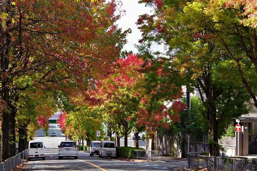 11月の三色彩道にて タイワンフウ,アメリカフウ,モミジバフウの写真素材