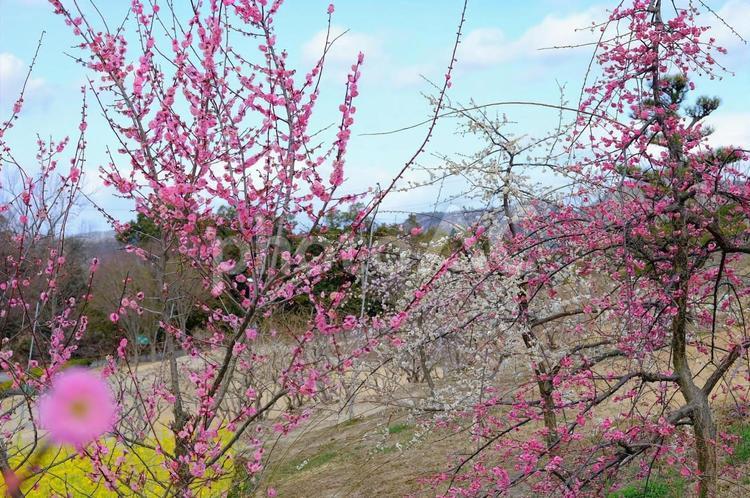 梅の花　加古川みとろフルーツパーク 梅の花,花,植物の写真素材