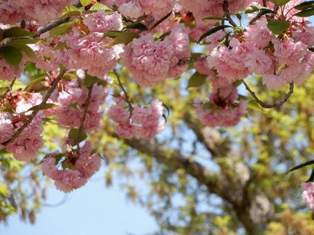 八重桜 サクラ,八重桜,春の写真素材