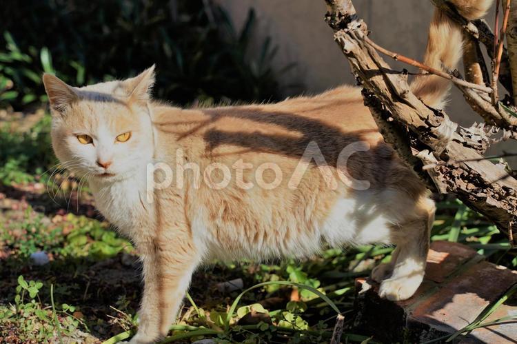 もふもふ　野良猫 動物,猫,ねこの写真素材