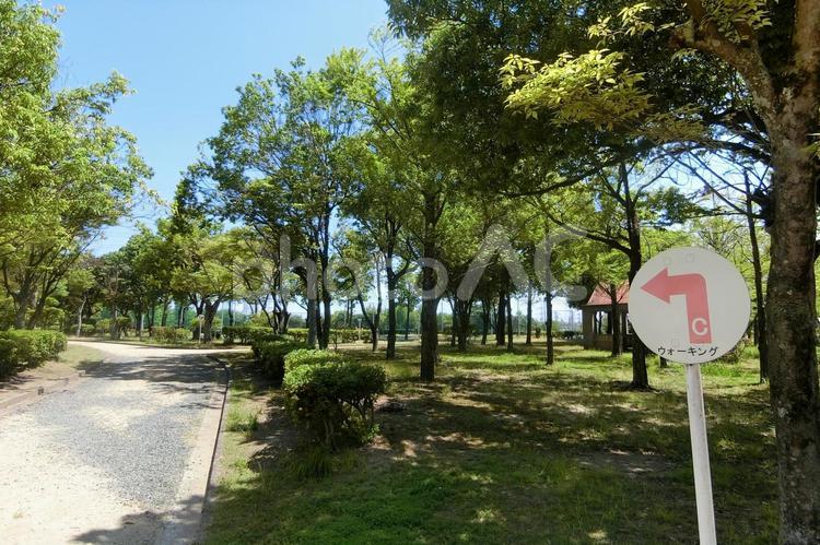 公園のウォーキングコース 公園,ウォーキングコース,遊歩道の写真素材