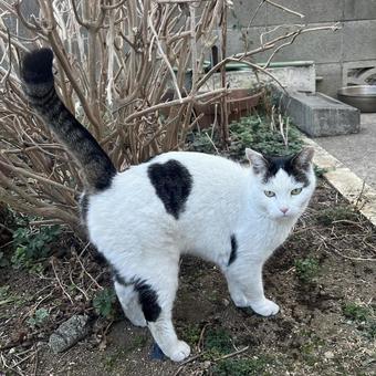 猫 猫の写真