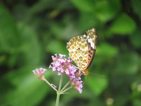 Photo, tsunaglo hiyomon, python butterfly, white-tailed butterfly, 