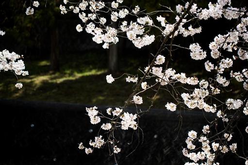 桜(ソメイヨシノ) 桜(ソメイヨシノ)の写真