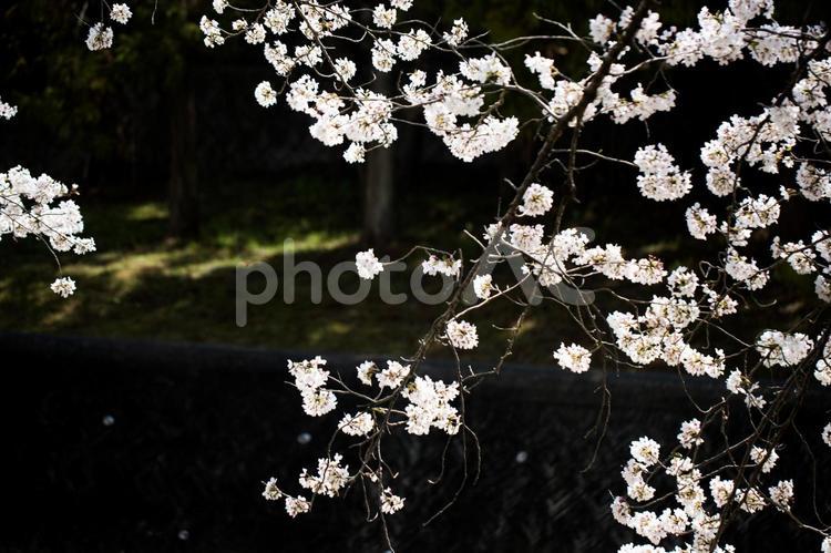 桜（ソメイヨシノ） 桜,ソメイヨシノ,サクラの写真素材