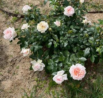 薔薇 薔薇の写真
