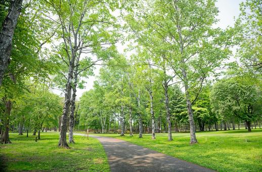 緑の中の道 緑の中の道,緑,初夏の写真素材