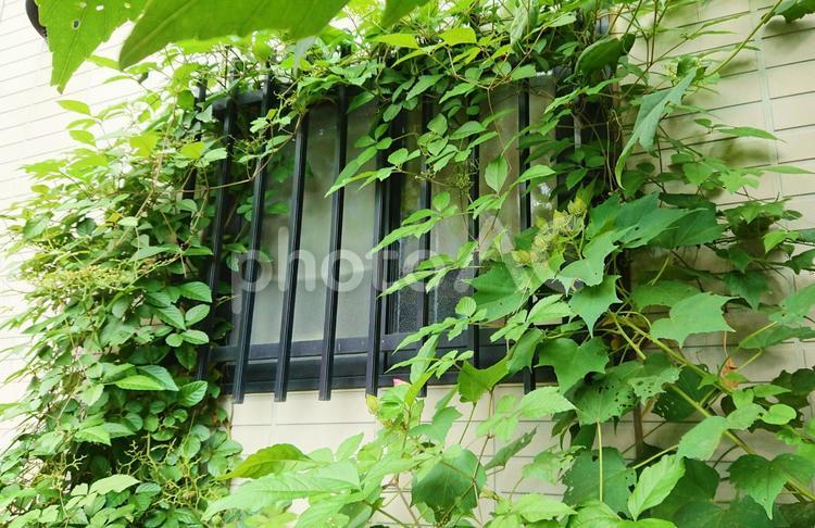つる草におおわれた小窓 つる草,小窓,おおわれたの写真素材