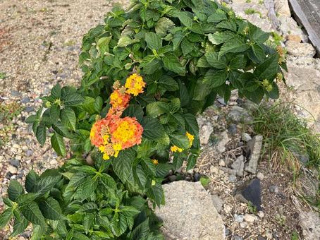 オレンジのランタナの花 花,道端,自然の写真素材