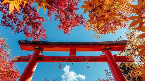 紅葉と神社の鳥居 紅葉と神社の鳥居の写真