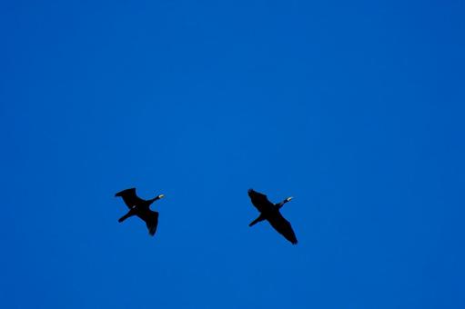 Two Cormorants Flying at High Speed, JPG