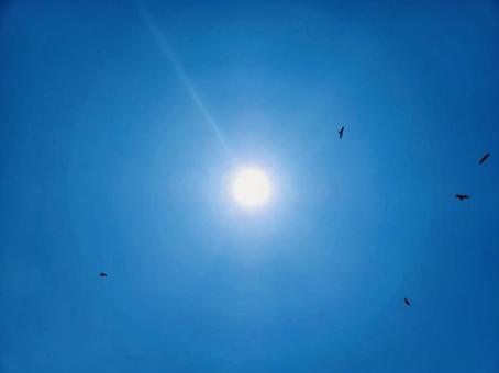 鳥と太陽 鳥と太陽の写真