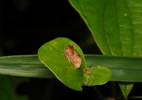 Photo, red moth, mosquitoes, insect, 