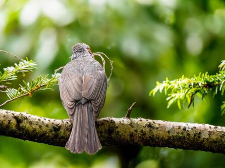 枝にとまるヒヨドリ 枝にとまるヒヨドリ ヒヨドリ,野鳥,鳥の写真素材