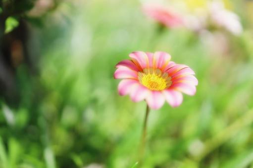 Pink Gazania, JPG Pink Gazania, JPG