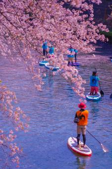 大岡川SUP体験と桜吹雪 大岡川SUP体験と桜吹雪 桜,サクラ,さくらの写真素材