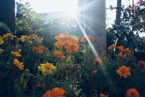 夕方のマリーゴールド 自然,幻想,美しいの写真素材