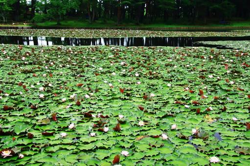Photo, water lily, flower, full bloom, 