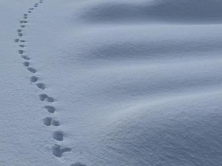 雪原に残る足跡① 雪原に残る足跡① 銀世界,冬,雪の写真素材