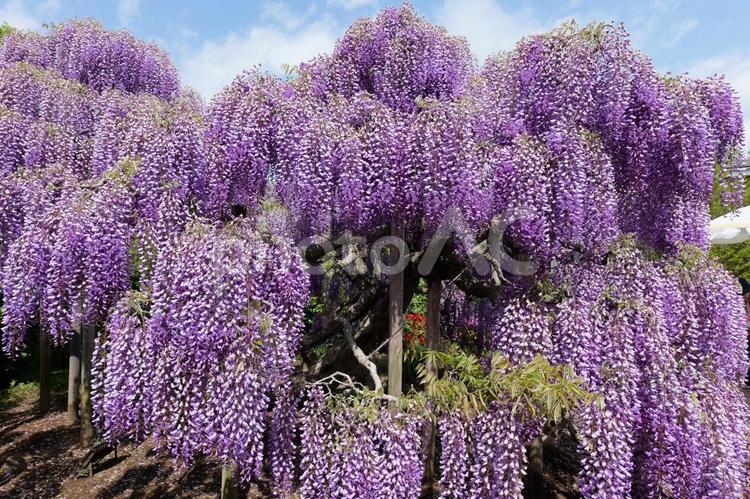 あしかがフラワーパークの藤の花 藤,あしかがフラワーパーク,春の写真素材