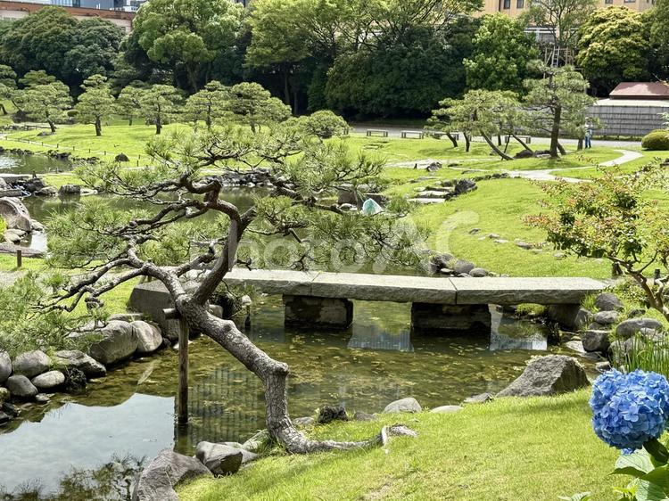 6月　旧芝離宮恩賜庭園 アジサイ,紫陽花,旧芝離宮恩賜庭園の写真素材