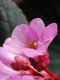 ヒマラヤユキノシタ ヒマラヤユキノシタの写真