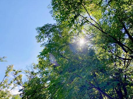 樹木 樹木 樹木,木洩れ日,日差しの写真素材