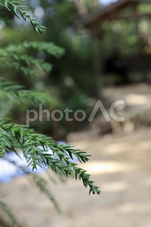 登山道に生えて緑の植物 自然,山,風景の写真素材