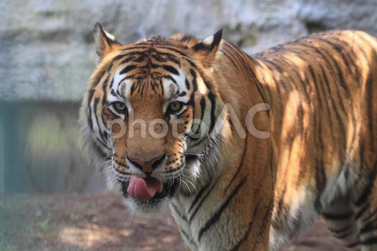 カメラ目線のトラ 夏休み,動物,動物園の写真素材