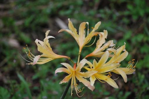 [Flower photo] Scenery of blooming red spider lilies, JPG