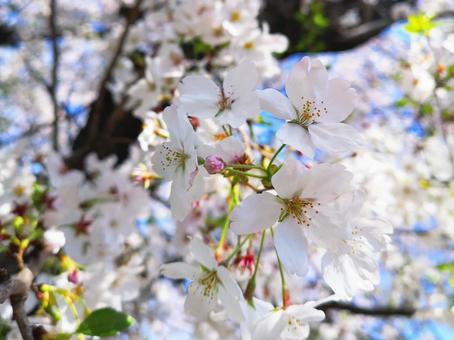 桜の写真