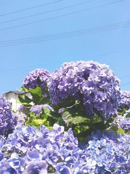 紫陽花4 紫陽花4の写真
