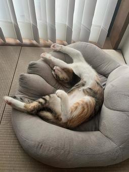 三毛猫 リラックスお昼寝 三毛猫 リラックスお昼寝 猫,ネコ,可愛いの写真素材