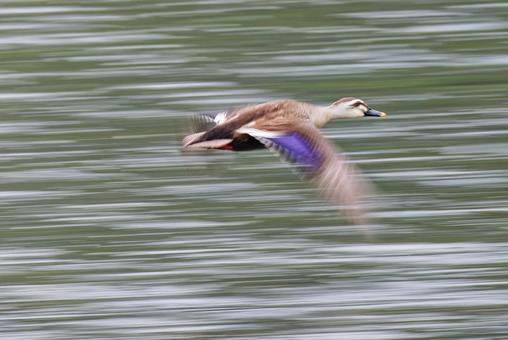 A panning shot of a mallard duck flapping its wings in flight, JPG A panning shot of a mallard duck flapping its wings in flight, JPG