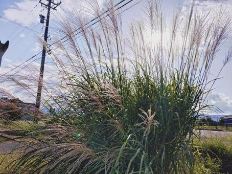 ススキ ススキ すすき,ススキ,秋の写真素材