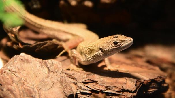 二ホンカナヘビ 二ホンカナヘビ,日本固有種,長い体長の写真素材