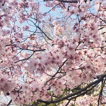 桜 桜の写真