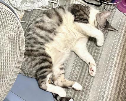 お眠りぽっちゃりサバ白猫様 お眠りぽっちゃりサバ白猫様 猫,サバシロ,仰向けの写真素材