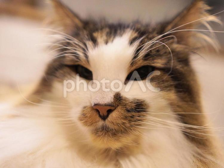 猫（ノルウェイジャンフォレストキャット） 猫,ねこ,ネコの写真素材