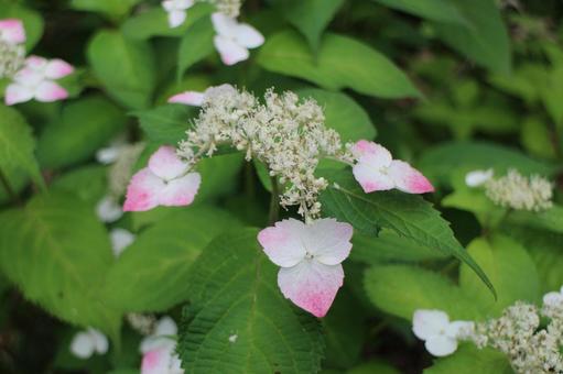 [Flower photo] Hydrangea_0609-25, JPG
