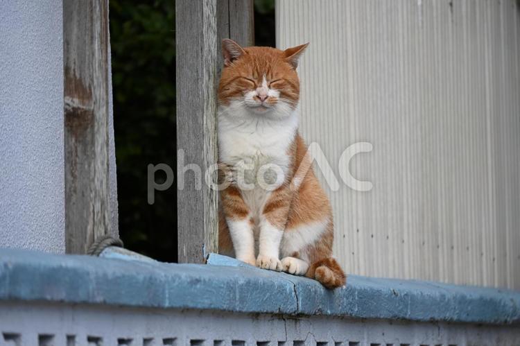 塀の上で目をつむる茶トラ猫 猫,寝る,茶トラの写真素材