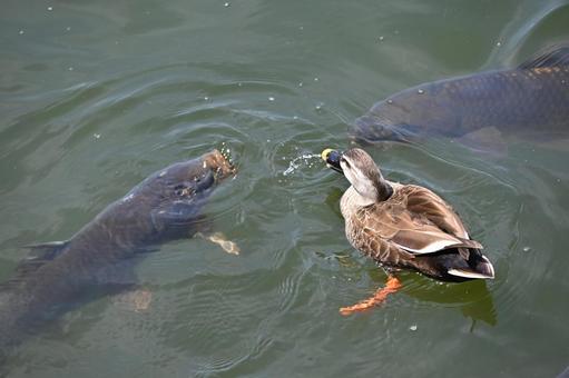 鯉とカルガモ 鯉,コイ,こいの写真素材
