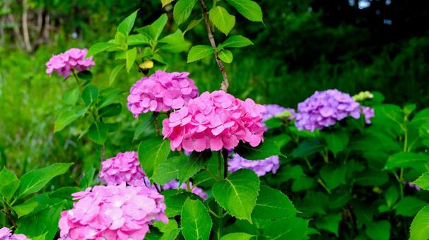 Hydrangea, JPG