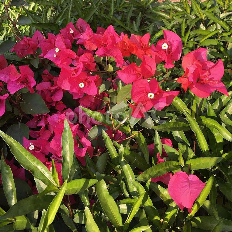 赤い花 花,赤,自然の写真素材