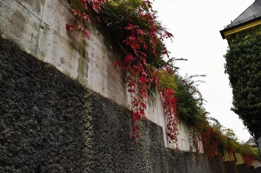ザルツブルク旧市街の石壁と紅葉の蔦 ザルツブルク旧市街の石壁と紅葉の蔦 ザルツブルク,旧市街,石壁の写真素材