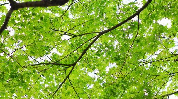 枝に揺れる葉と風が織りなすナチュラル模様 壁紙,テクスチャ,葉の写真素材