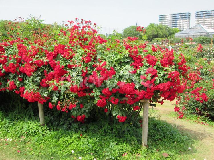 バラ バラ,薔薇,花の写真素材