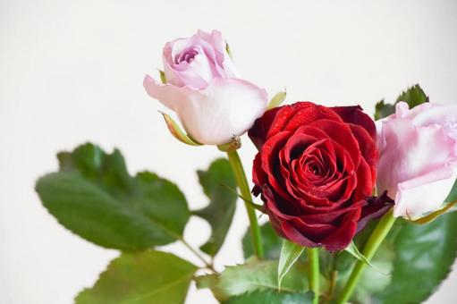 赤と紫のばら 赤と紫のばら ばら,薔薇,赤い薔薇の写真素材