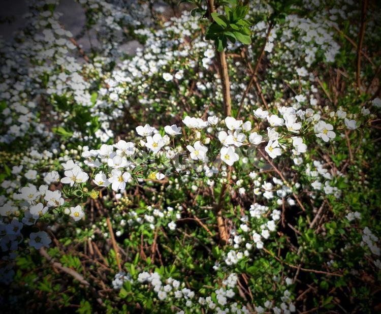 ユキヤナギ 花,植物,木の写真素材